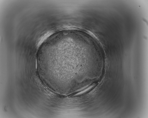X0000100381269200806201642