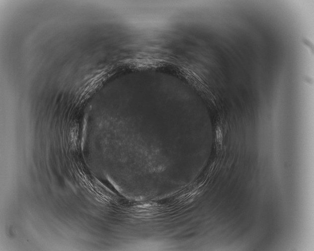 X0000100381300200806201641
