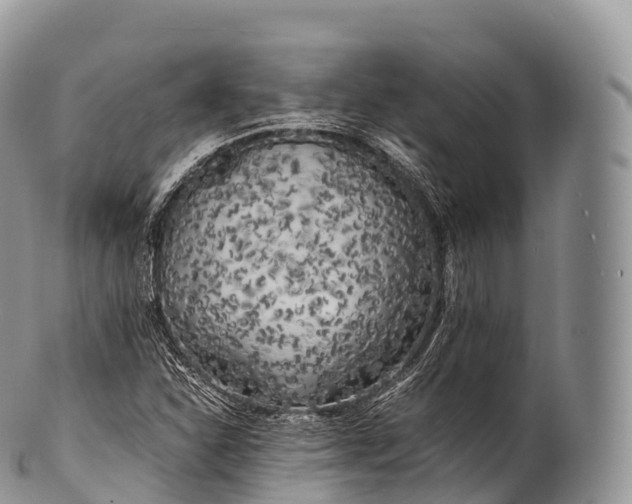 X0000100381310200806201641