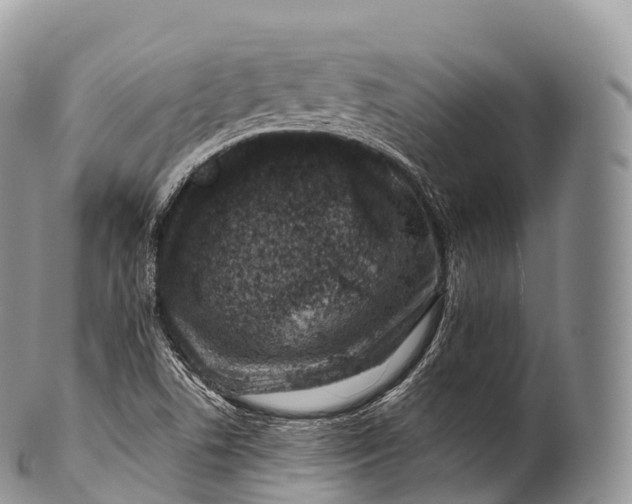 X0000100381506200806201638