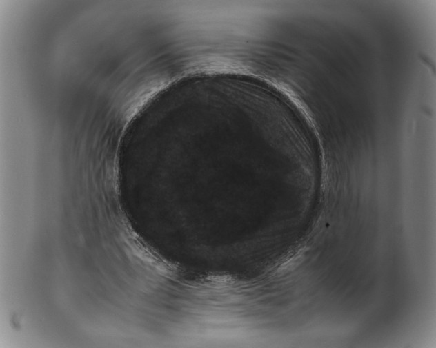 X0000100380391200806271339