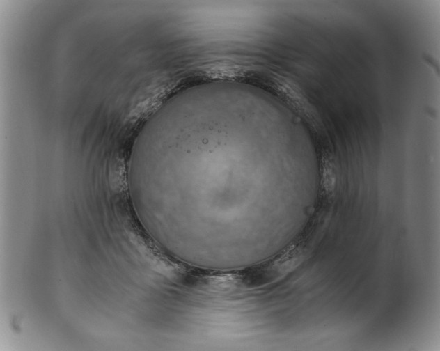 X0000100380411200806271339