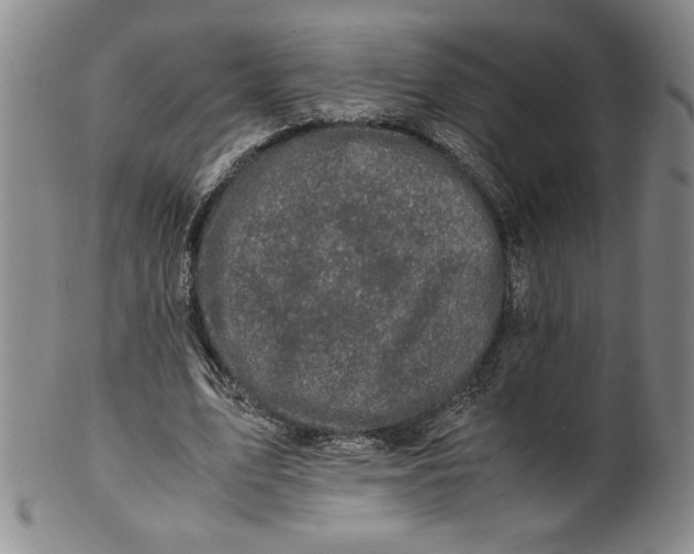 X0000100380583200806271336