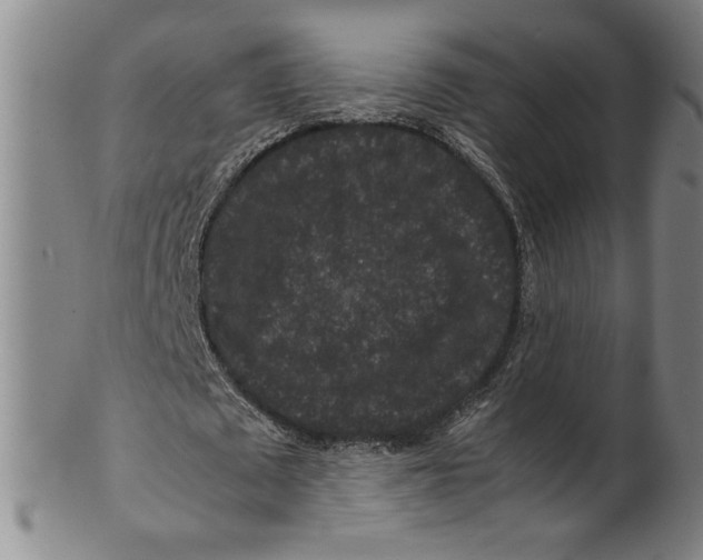 X0000100380673200806271335