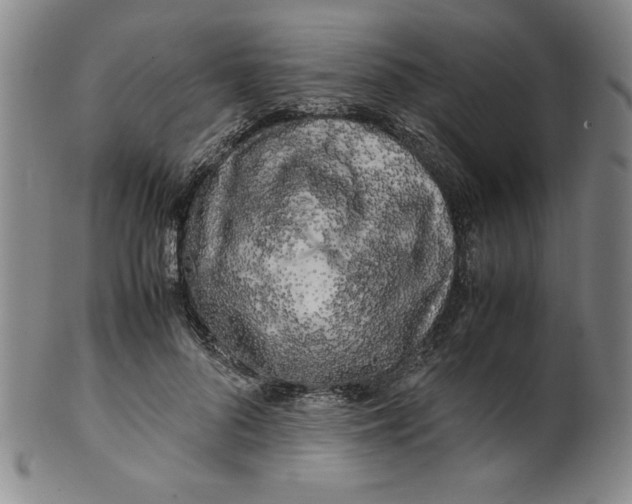 X0000100380696200806271334