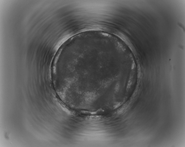 X0000100380858200806271332