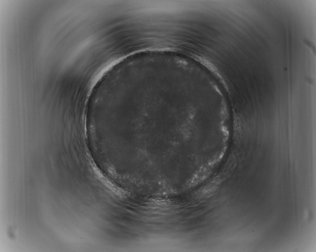X0000100380935200806271331