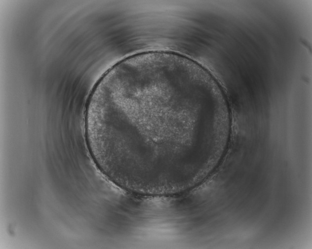 X0000100380950200806271331