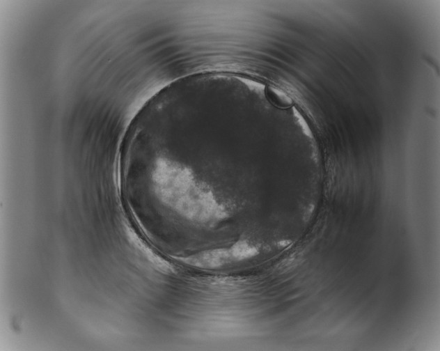 X0000100381084200806271328