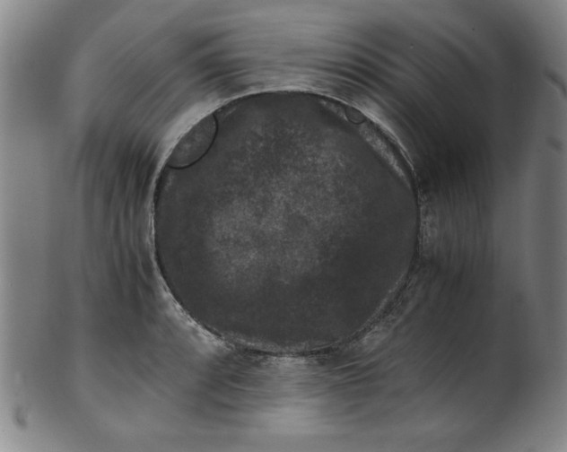 X0000100381088200806271328
