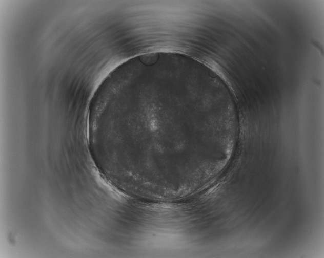 X0000100381132200806271328