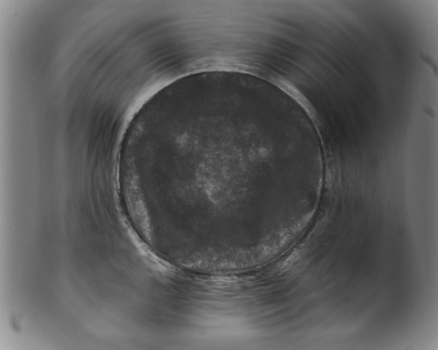 X0000100381144200806271328