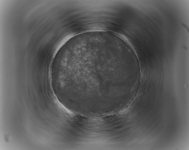 X0000100381243200806271327