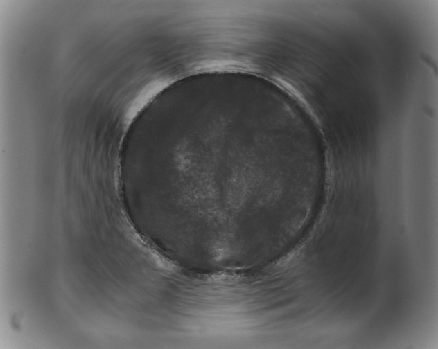 X0000100381277200806271326