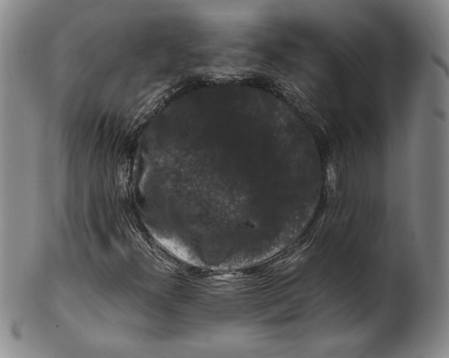 X0000100381300200806271325