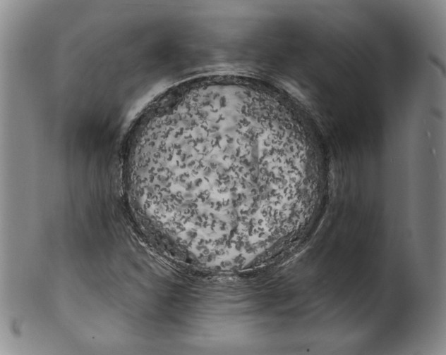 X0000100381310200806271325