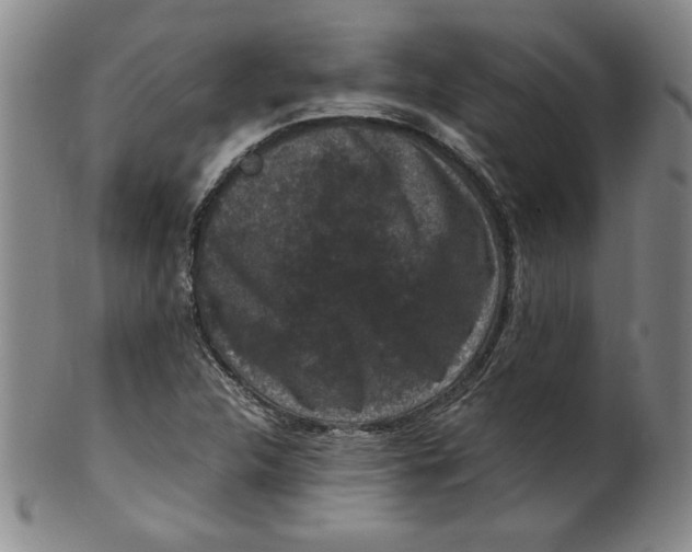 X0000100381312200806271325