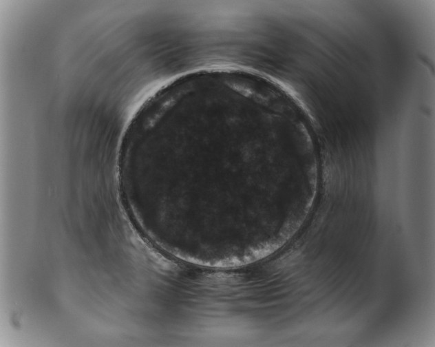 X0000100381327200806271325