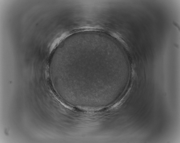 X0000100381357200806271324