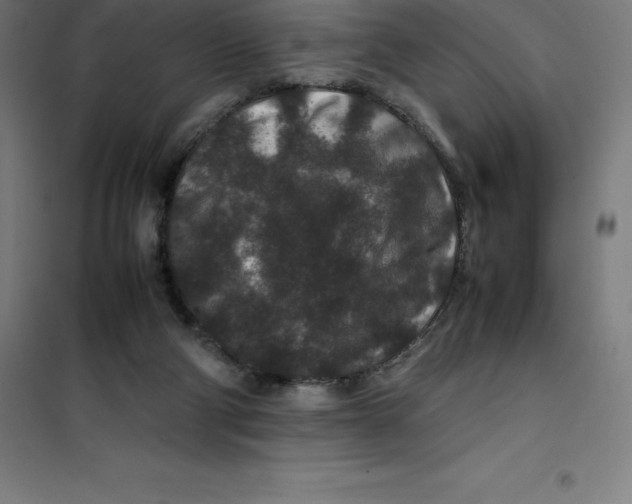 X0000100380114200807031934