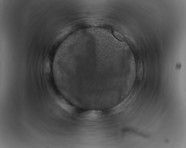 X0000100380128200807031934