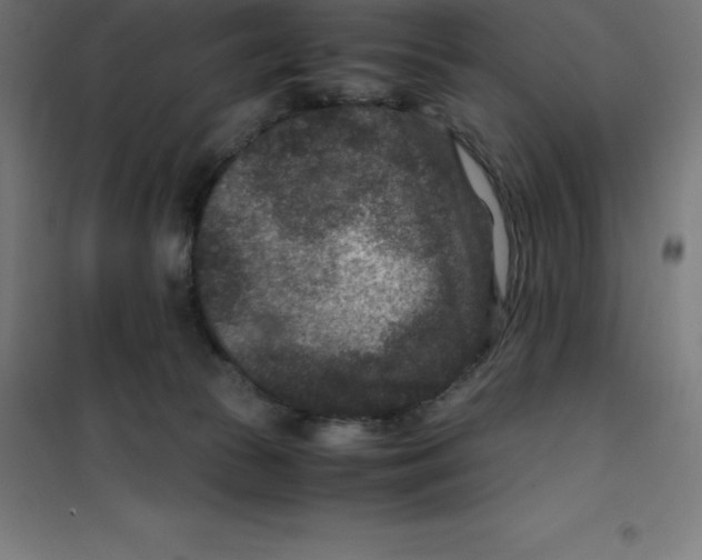 X0000100380177200807031934