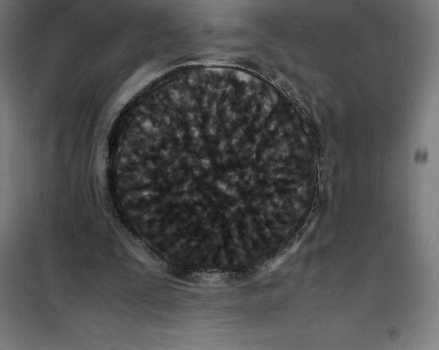 X0000100380295200807031932