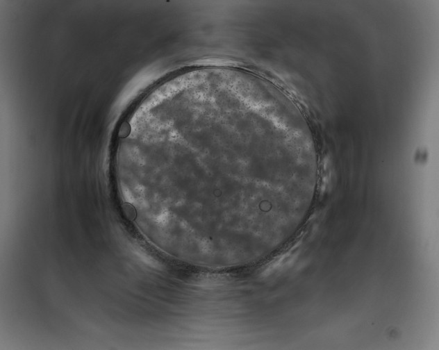 X0000100380296200807031932