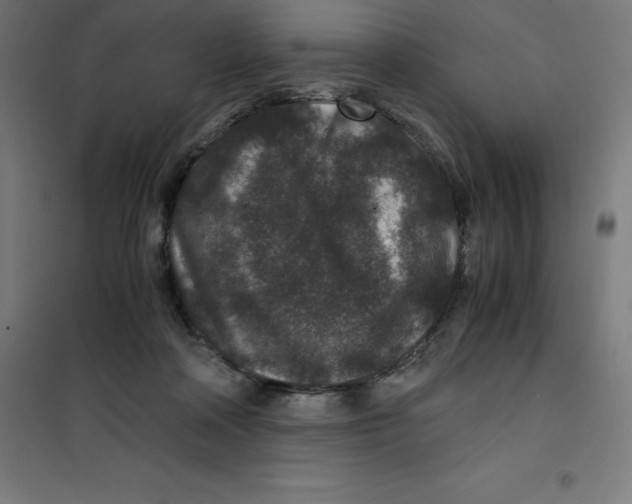 X0000100380314200807031931