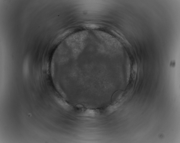 X0000100380330200807031931