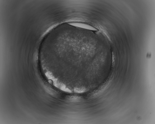 X0000100380348200807031931