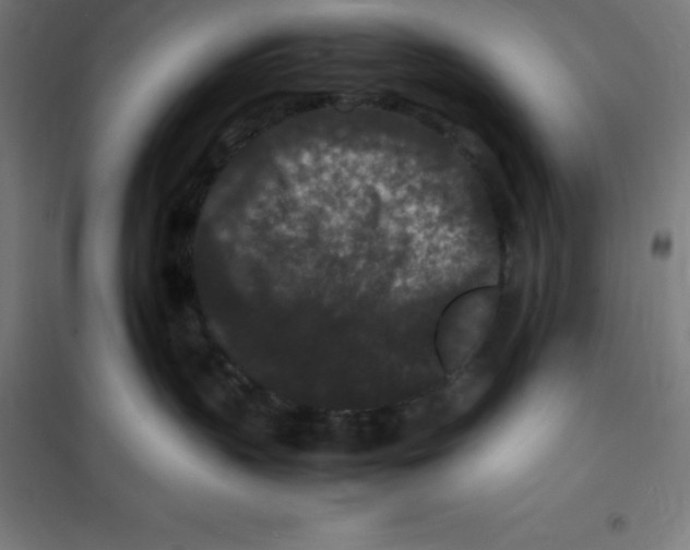 X0000100380383200807031931