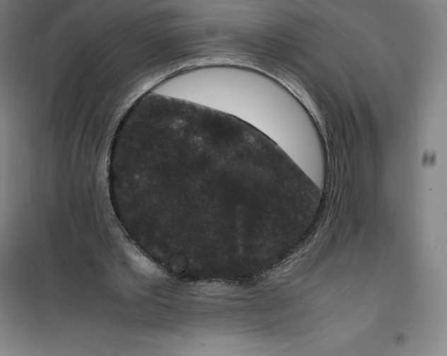 X0000100380389200807031930