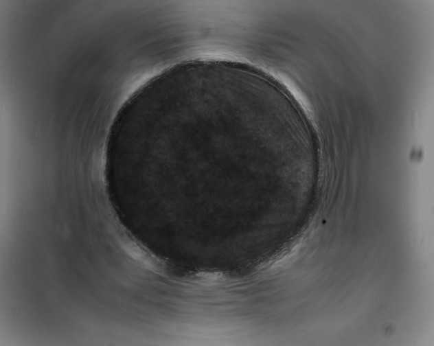 X0000100380391200807031930