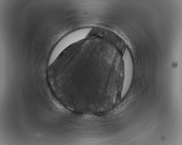 X0000100380393200807031930