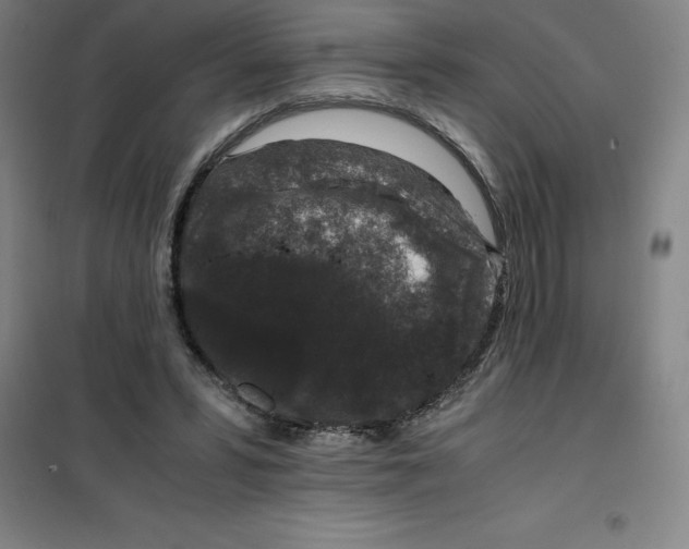 X0000100380399200807031930