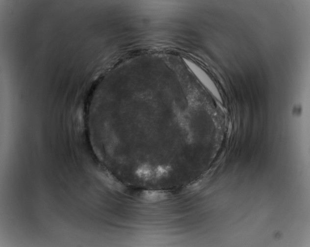 X0000100380520200807031928