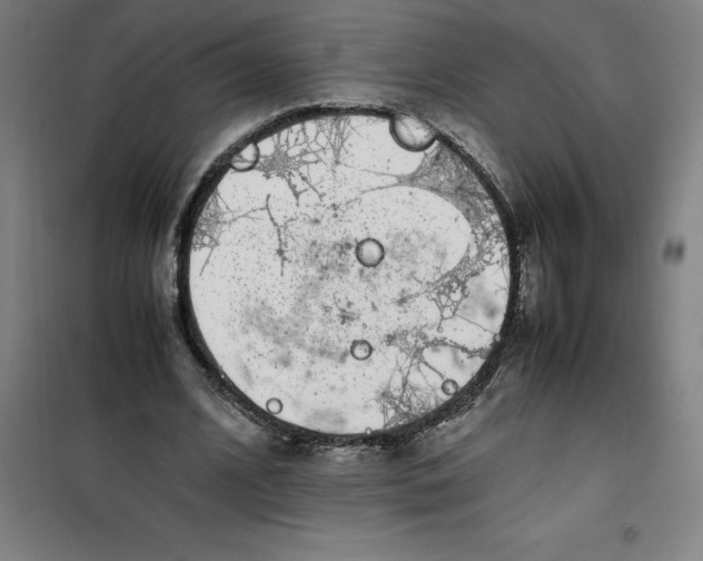 X0000100380584200807031927