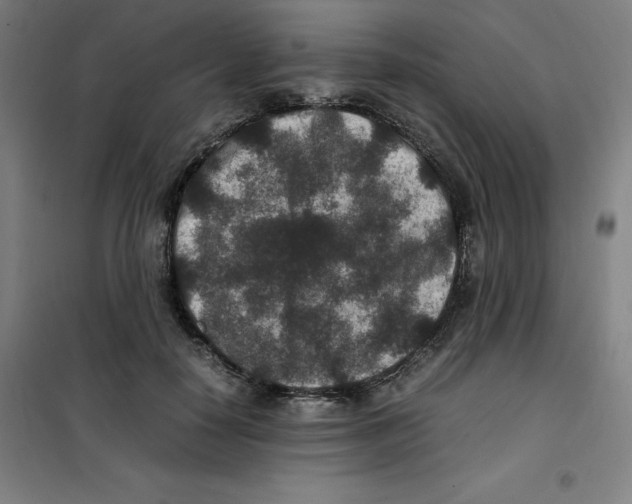 X0000100380650200807031926