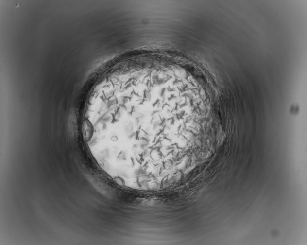 X0000100380688200807031926