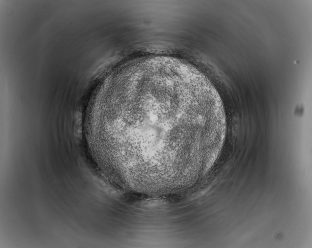 X0000100380696200807031925