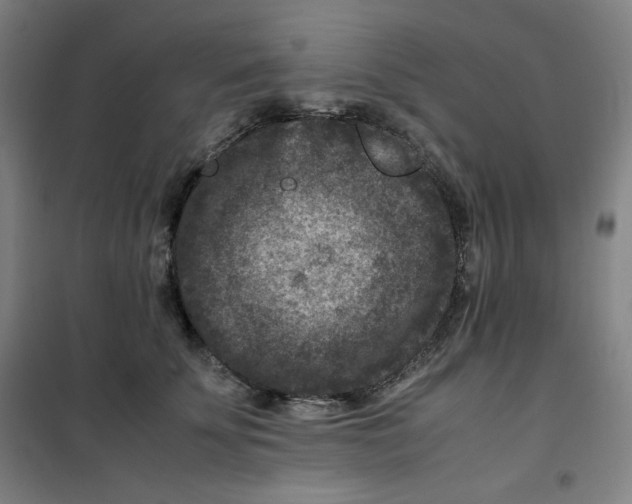 X0000100380707200807031925