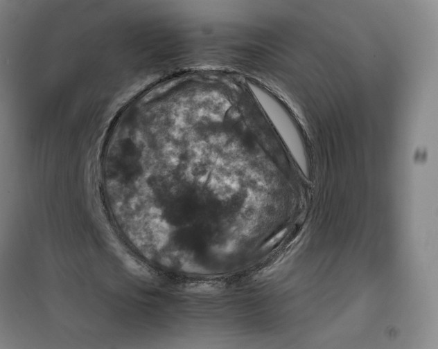 X0000100380721200807031924