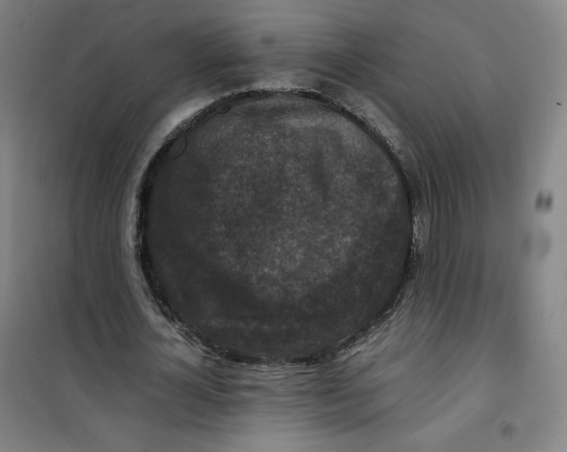 X0000100380724200807031924