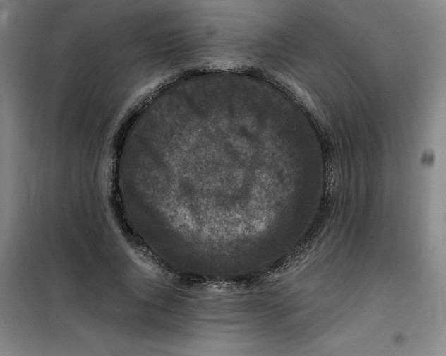 X0000100380736200807031925