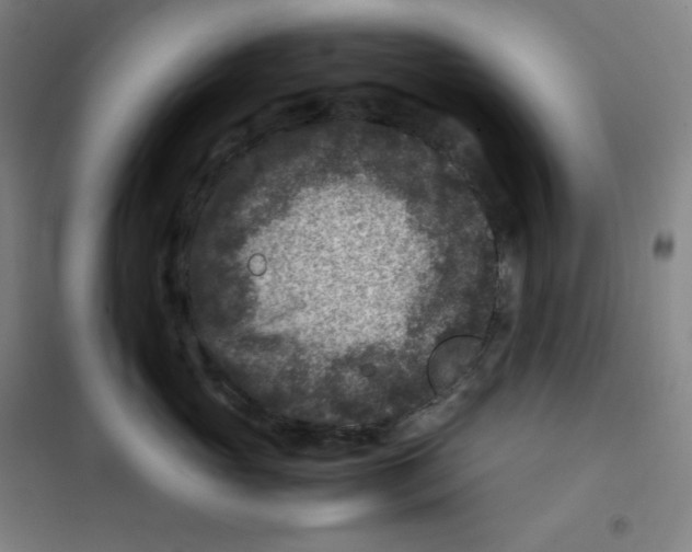 X0000100380765200807031925