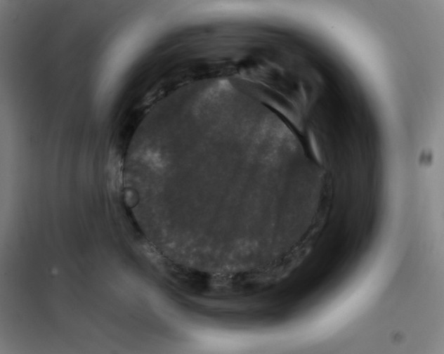 X0000100380766200807031925