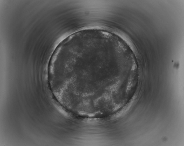 X0000100380858200807031923