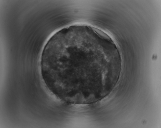 X0000100380864200807031924