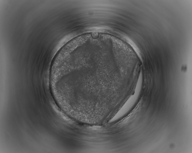 X0000100380994200807031921